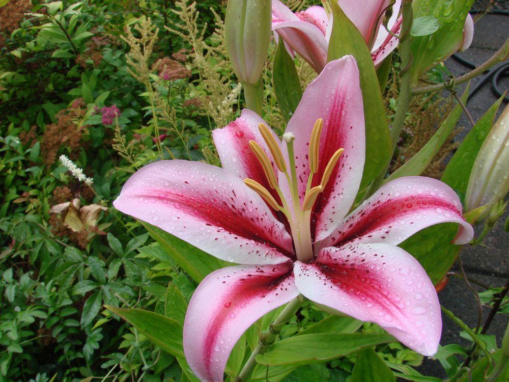 Photo of Lily (Lilium 'Raspberry Ribbons') uploaded by Joy