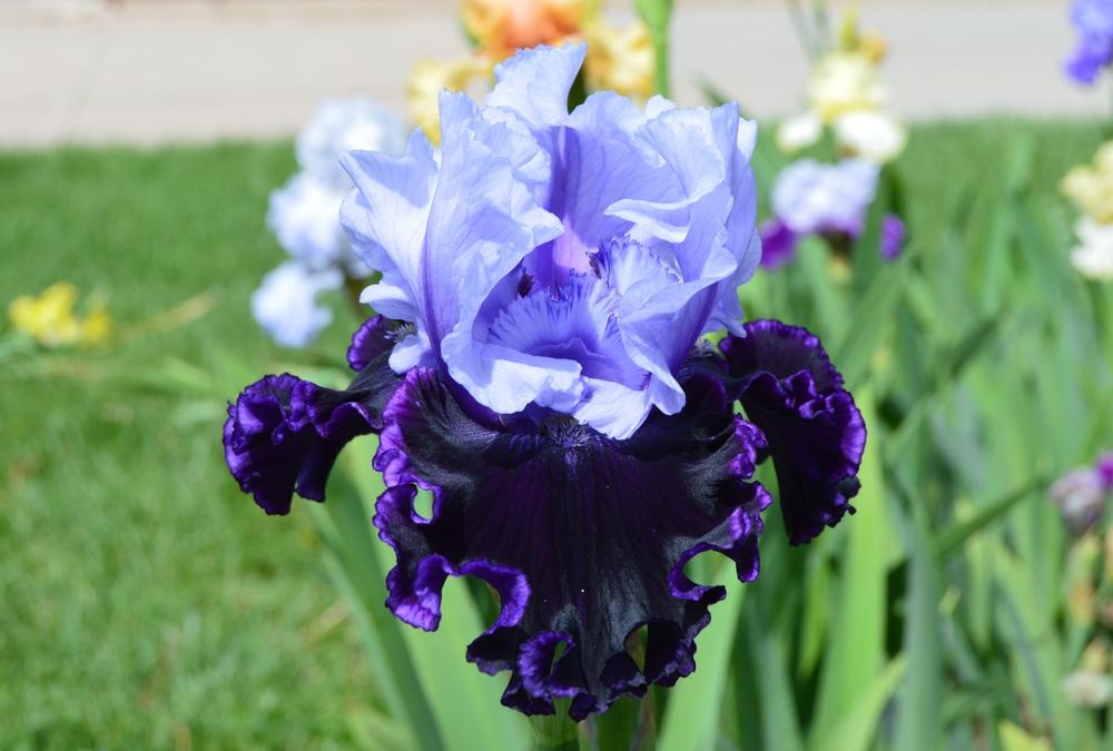 Photo of Tall Bearded Iris (Iris 'Stormborn') uploaded by KentPfeiffer