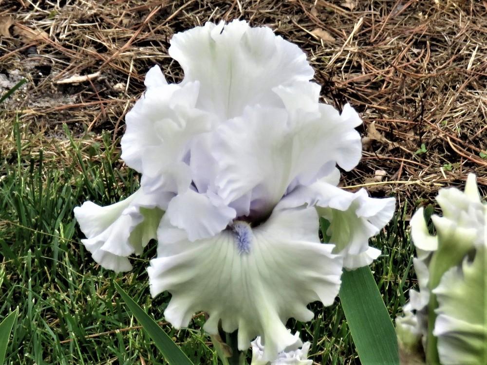 Photo of Tall Bearded Iris (Iris 'Pretty Eyes') uploaded by KentPfeiffer