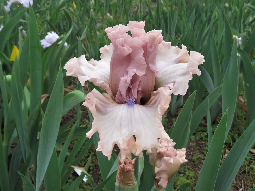 Photo of Tall Bearded Iris (Iris 'Distant Horizon') uploaded by KentPfeiffer