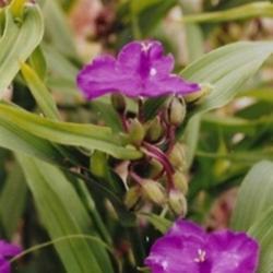 Location: Heathcote Ontario Canada
Date: 2009  July
Tradescantia x andersoniana      flower and buds  So Interesting