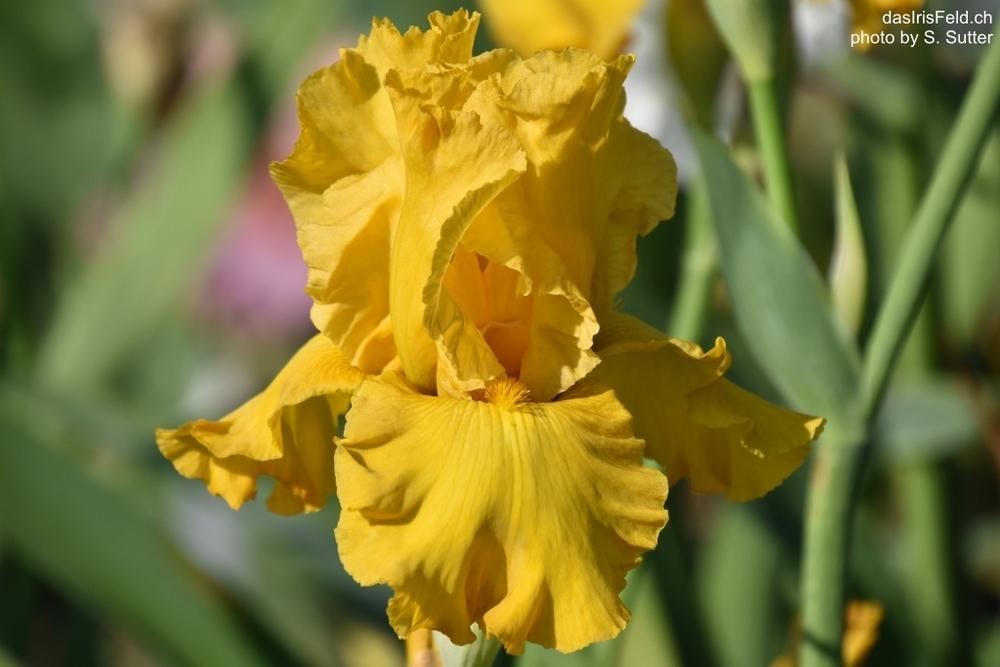 Photo of Tall Bearded Iris (Iris 'Gold Country') uploaded by sunnyvalley