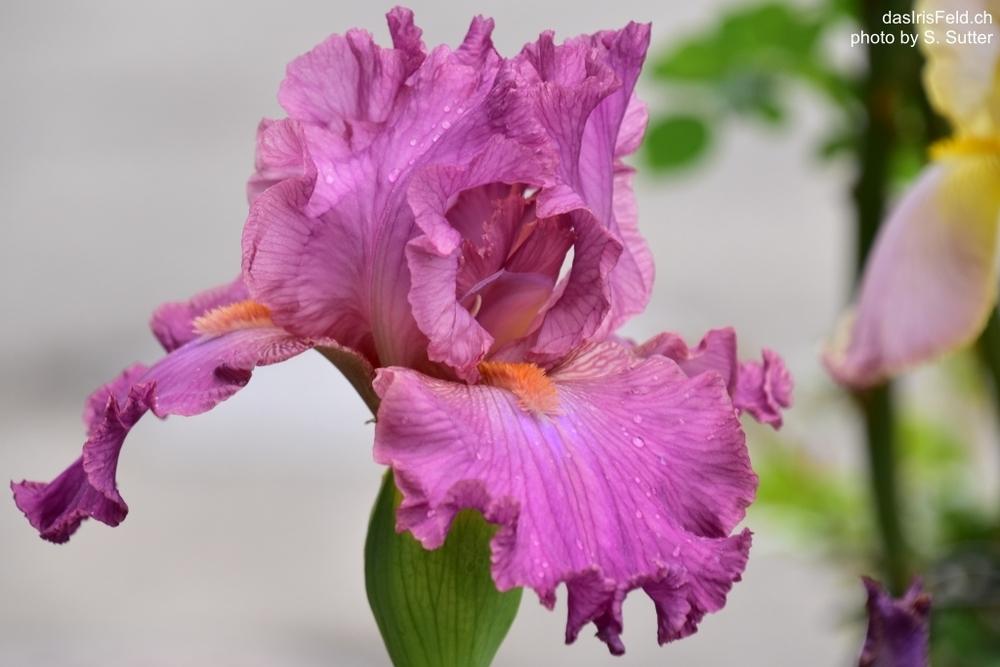 Photo of Tall Bearded Iris (Iris 'Hortensia Rose') uploaded by sunnyvalley