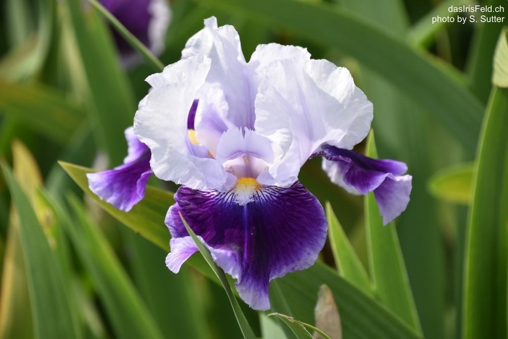 Photo of Tall Bearded Iris (Iris 'Joy Joy Joy') uploaded by sunnyvalley
