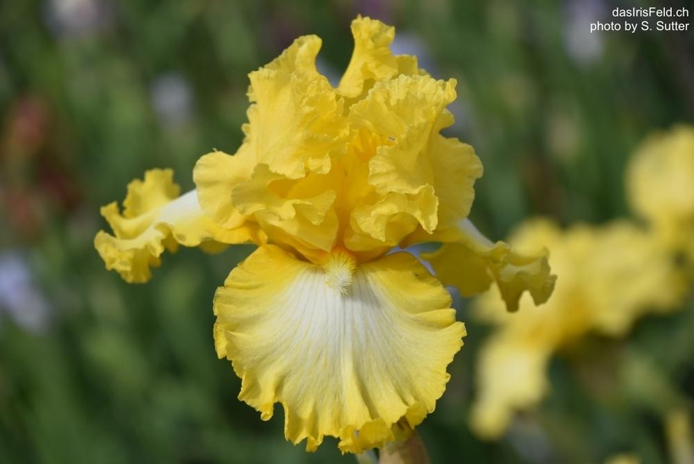 Photo of Tall Bearded Iris (Iris 'It's Magic') uploaded by sunnyvalley