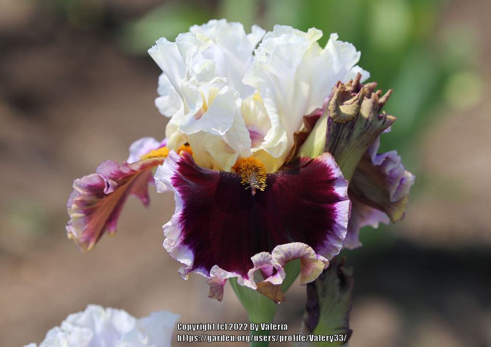 Photo of Tall Bearded Iris (Iris 'When Doves Cry') uploaded by Valery33