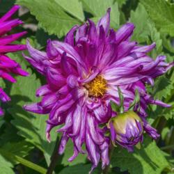 Location: Dahlia Hill, Midland, Michigan
Date: 2019-08-23
A bloom past its prime, with a side bud