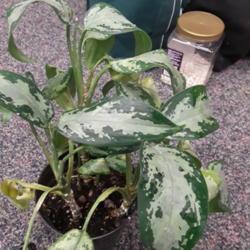 Location: Millersville MD
Date: 2022-01-18
Aglaonema with bad mealy bugs. White fluff on stems and leaves, y