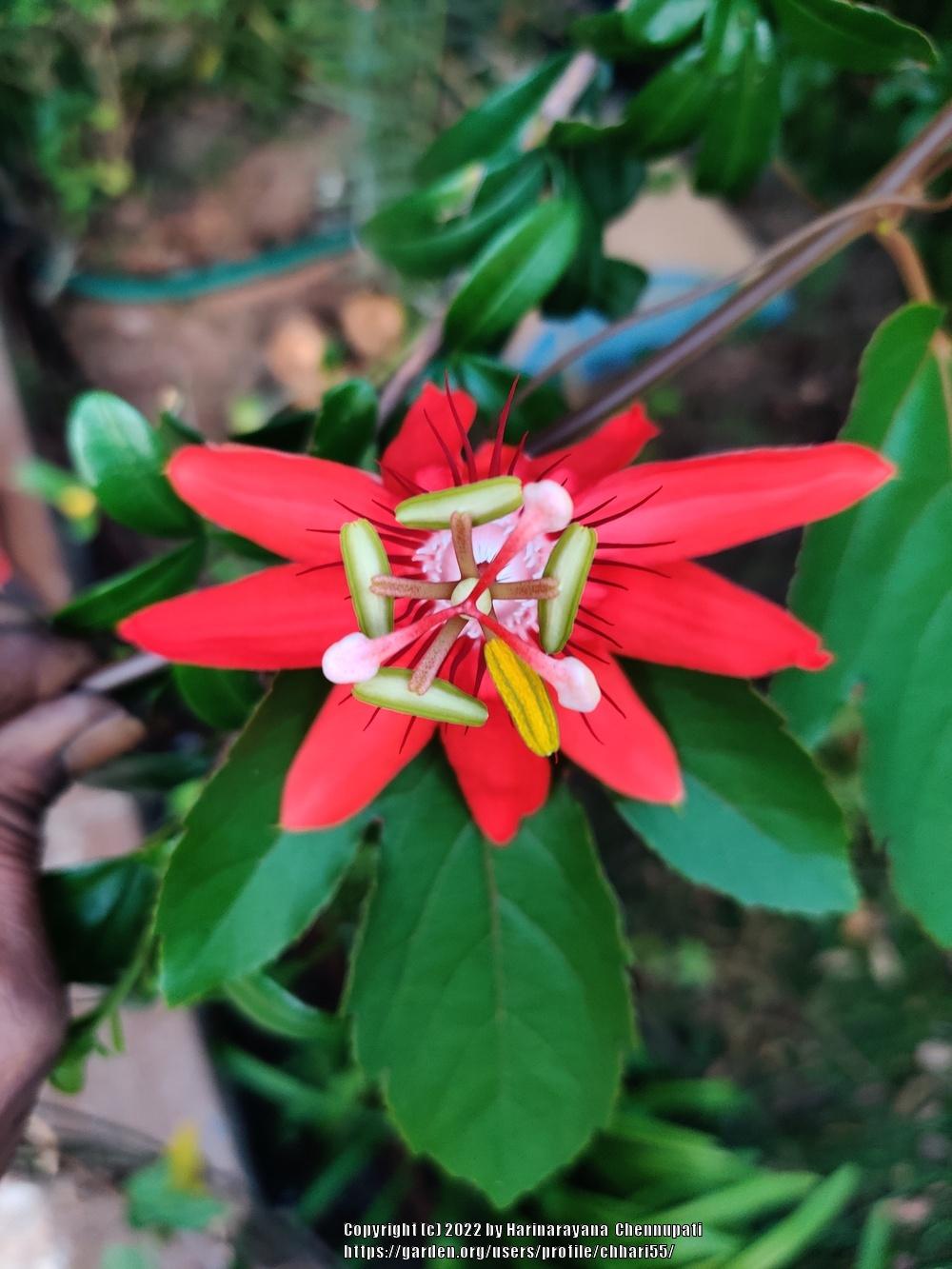 Photo of Red Passion Flower (Passiflora coccinea) uploaded by chhari55