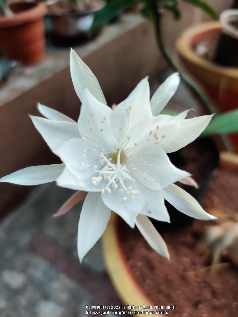 Photo of Queen of the Night (Epiphyllum oxypetalum) uploaded by chhari55