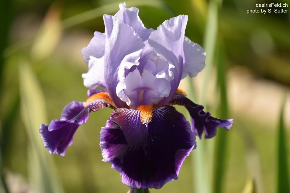 Photo of Tall Bearded Iris (Iris 'Magic Man') uploaded by sunnyvalley