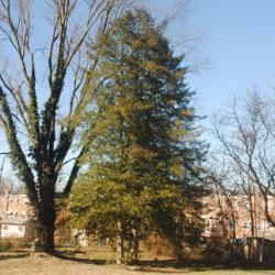 Location: Downingtown, Pennsylvania
Date: 2021-12-13
two female trees right together
