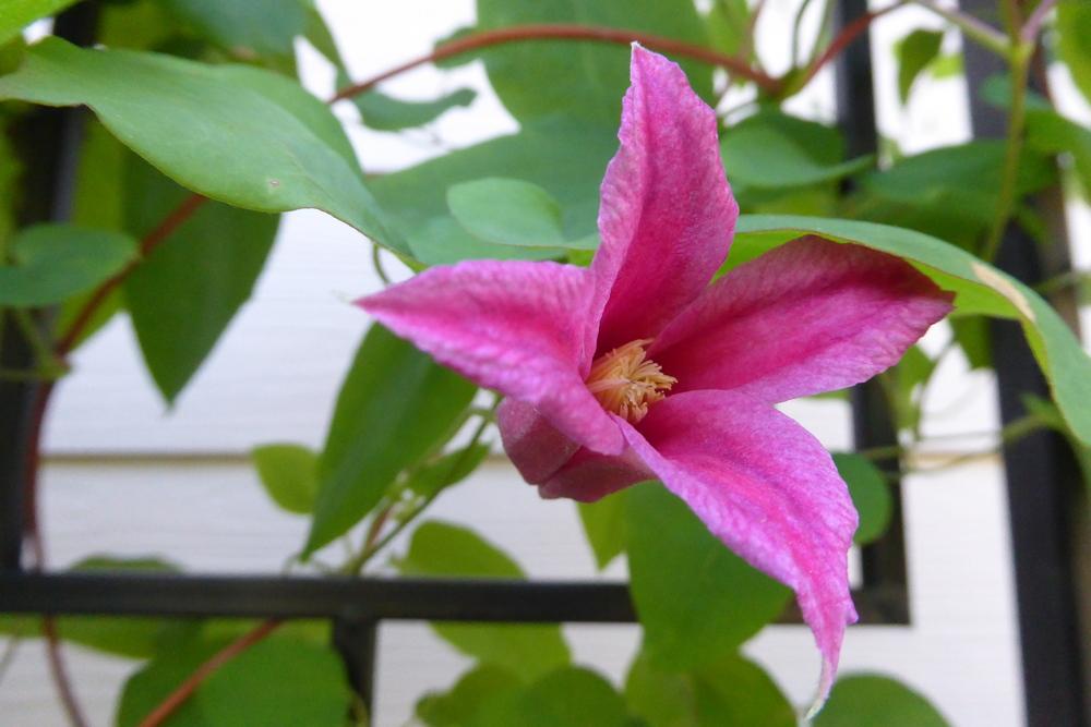 Photo of Clematis (Clematis texensis 'Princess Diana') uploaded by LoriMT