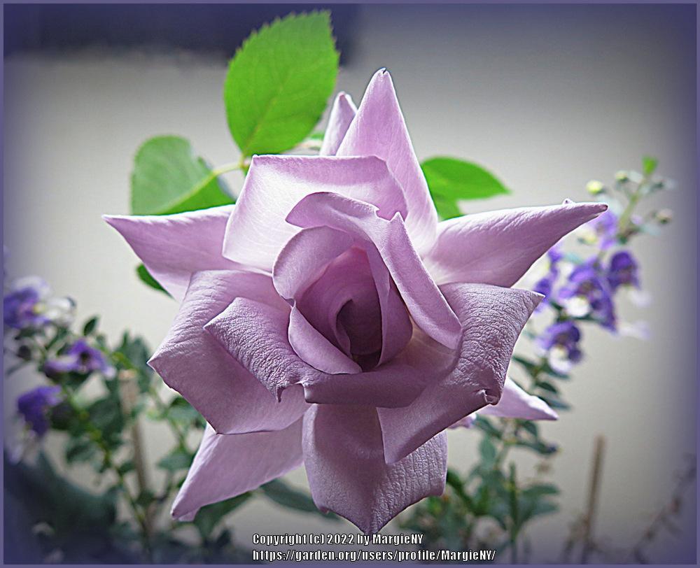 Photo of Rose (Rosa 'Blue Skies') uploaded by MargieNY