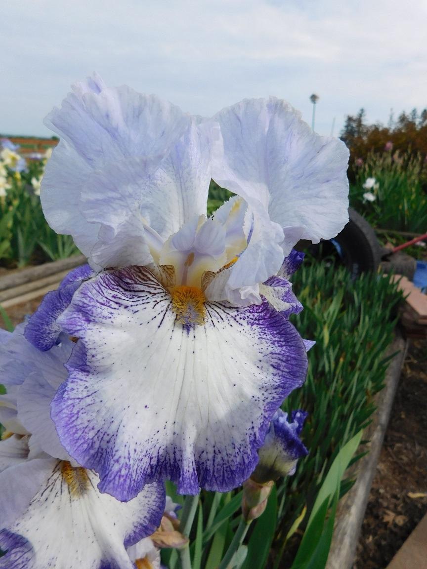 Photo of Tall Bearded Iris (Iris 'Spinning Wheel') uploaded by gardenglassgems