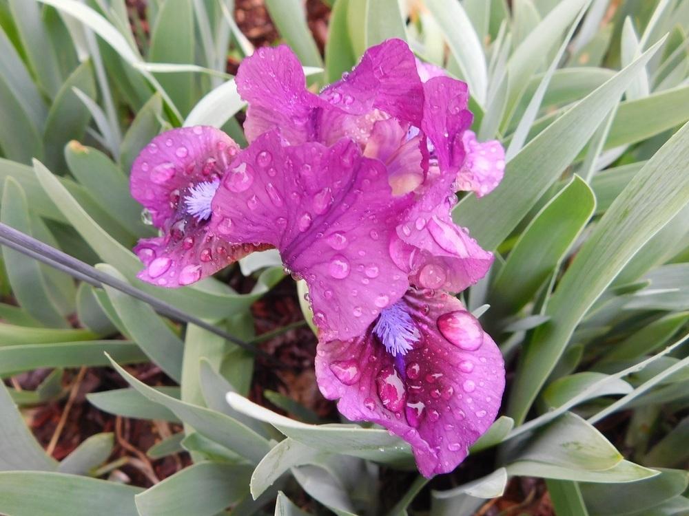 Photo of Standard Dwarf Bearded Iris (Iris 'Raspberry Jam') uploaded by gardenglassgems