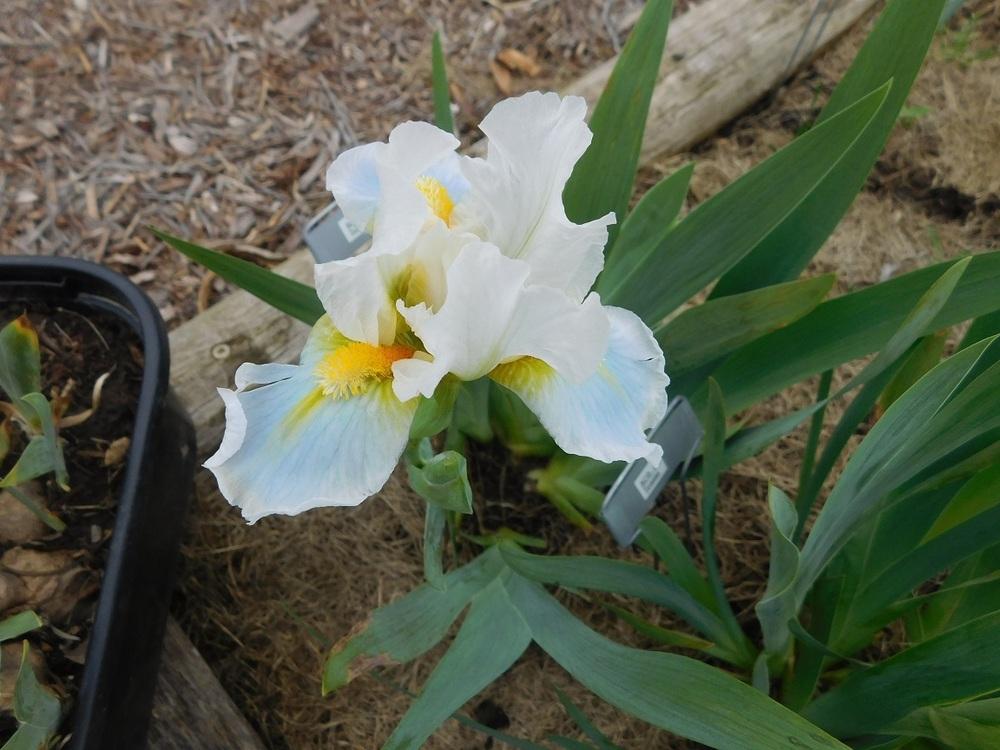 Photo of Standard Dwarf Bearded Iris (Iris 'Teagan') uploaded by gardenglassgems