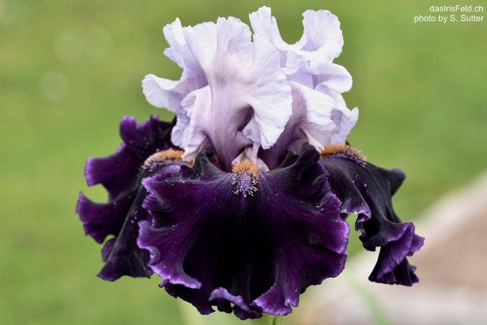 Photo of Tall Bearded Iris (Iris 'Paris Option') uploaded by sunnyvalley