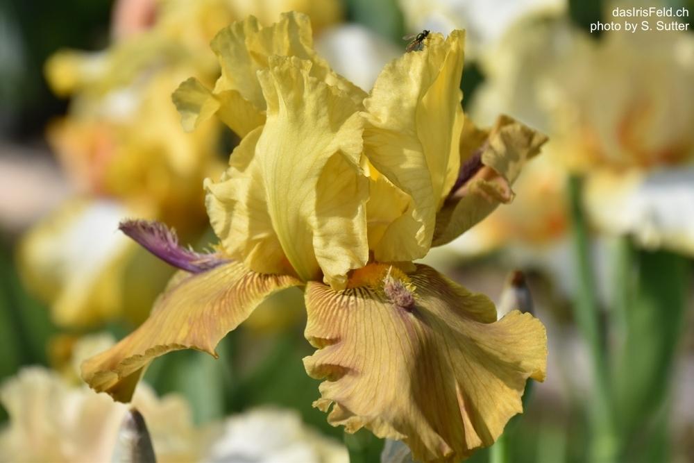 Photo of Tall Bearded Iris (Iris 'Poppa John') uploaded by sunnyvalley