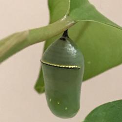 Location: Tampa, Florida
Date: 2022-01-19
Monarch chrysalis attached to Philodendron leaf.