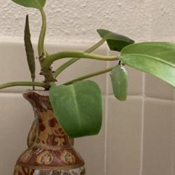 Location: Tampa, Florida
Date: 2022-01-21
Monarch Chrysalis attached to my 3 years old Philodendron