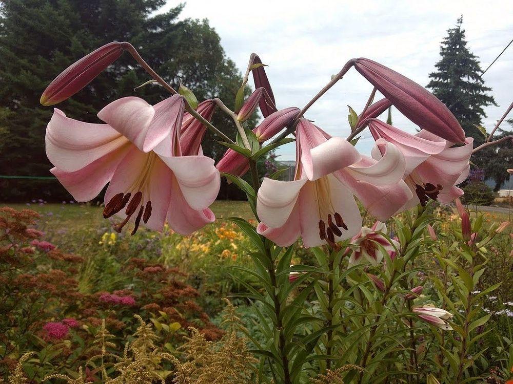 Photo of Lily (Lilium 'Beijing Moon') uploaded by Joy