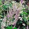 Veronica longifolia'Pink Shades'
