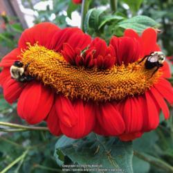 Location: My Cape Cod garden
Date: 2021-08-27
Fasciation -- a bundling of buds -- on a tithonia grown from seed