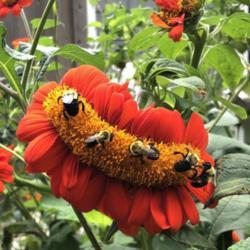Location: My Cape Cod garden
Date: 2021-08-29
Bumblebee buffet on a fasciated tithonia bud