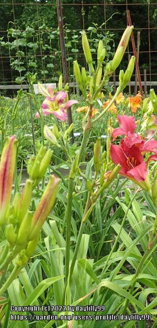 Photo of Daylily (Hemerocallis 'She Comes in Colors') uploaded by daylilly99