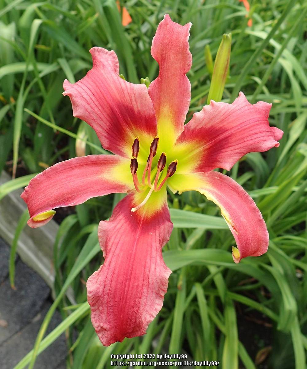 Photo of Daylily (Hemerocallis 'She Comes in Colors') uploaded by daylilly99