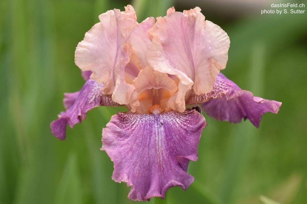 Photo of Tall Bearded Iris (Iris 'Slapstick') uploaded by sunnyvalley