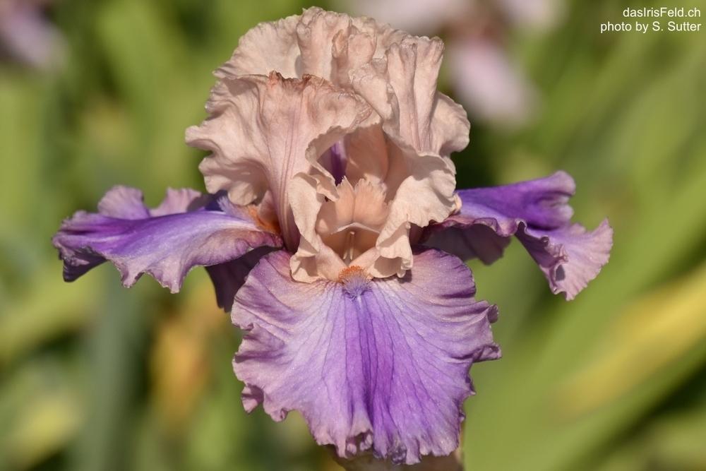 Photo of Tall Bearded Iris (Iris 'Sotto Voce') uploaded by sunnyvalley