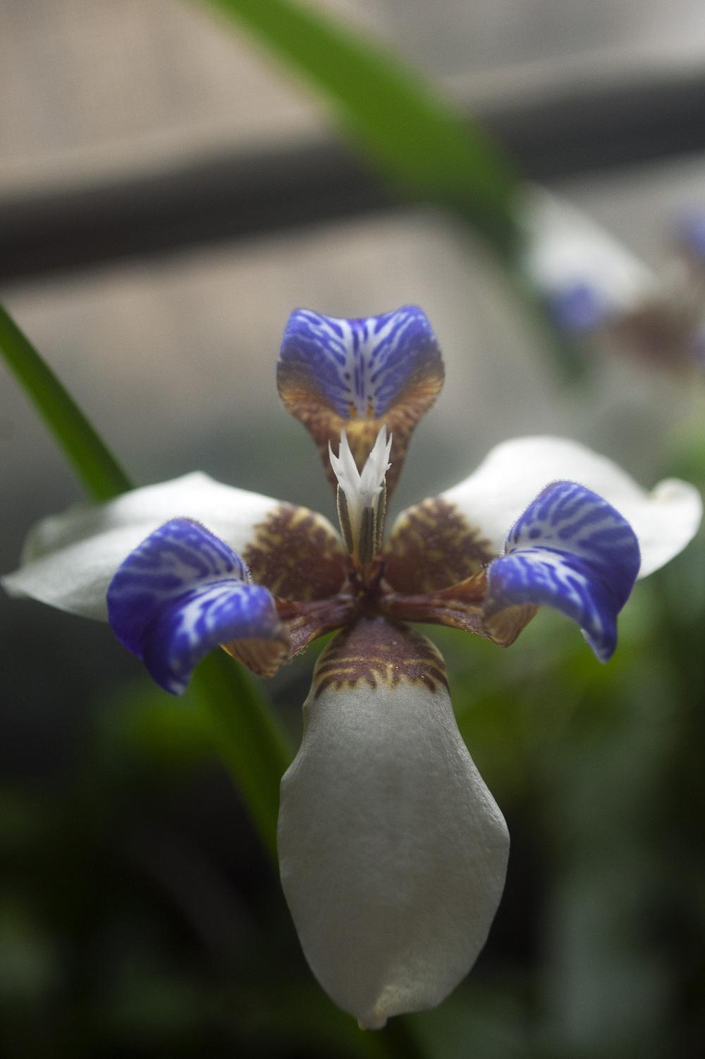 Photo of Walking Iris (Trimezia northiana) uploaded by AudreyDee