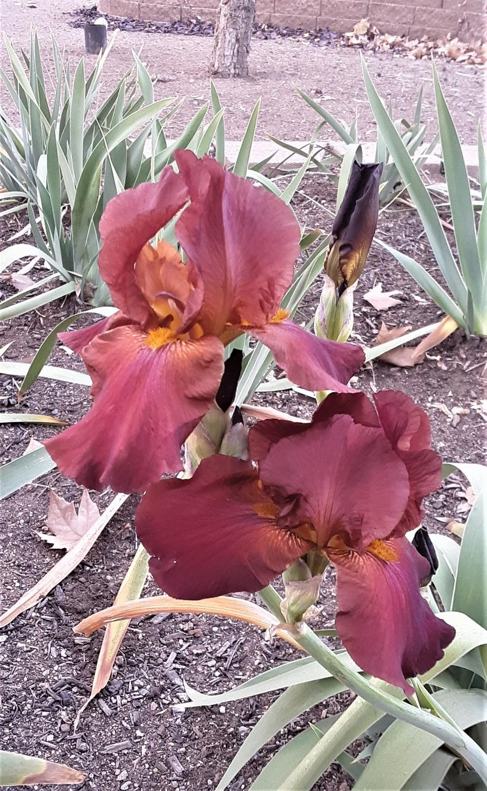 Photo of Tall Bearded Iris (Iris 'My Friend Jonathan') uploaded by Bitoftrouble