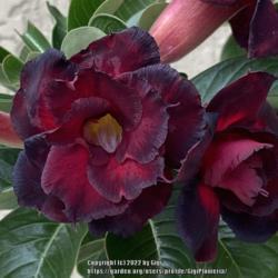 Location: Tampa, Florida
Date: 2022-01-22
Violeta Flora’s winter bloom is more maroonish dark purple in p