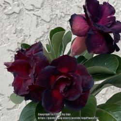 Location: Tampa, Florida
Date: 2022-01-23
Winter blooms of Violeta Flora.