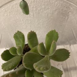 Location: Tampa, Florida
Date: 2022-01-22
Bear paws succulent, keeping the monarch chrysalis company!