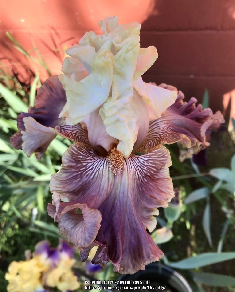 Photo of Tall Bearded Iris (Iris 'Strawberry Sorbet') uploaded by Lbsmitty