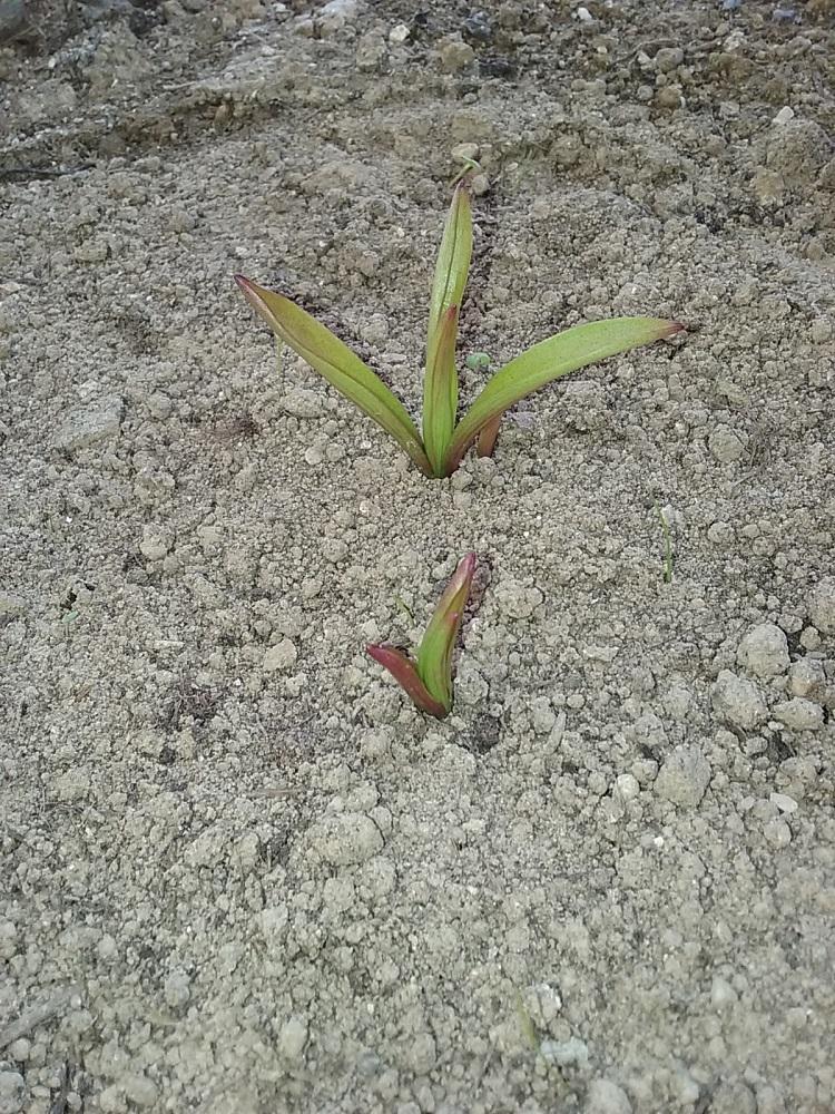 Photo of Species Lily (Lilium humboldtii subsp. ocellatum) uploaded by Lucius93