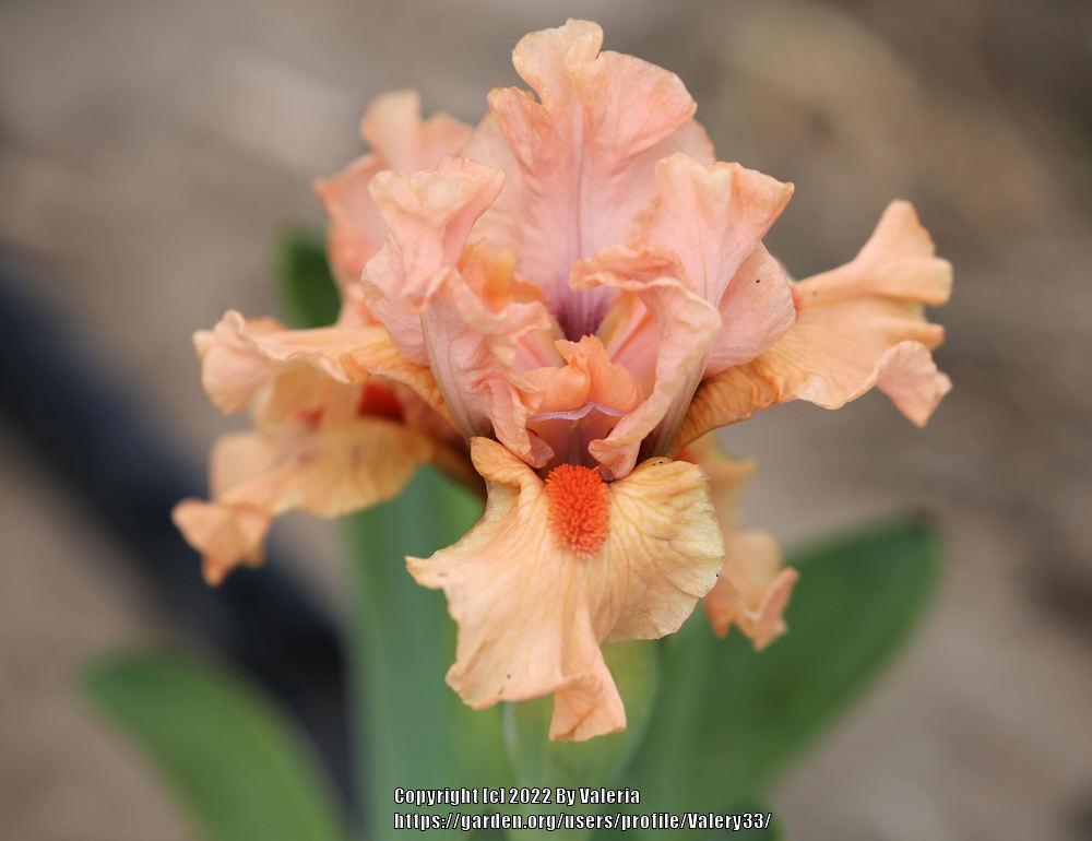 Photo of Standard Dwarf Bearded Iris (Iris 'Joyful Love') uploaded by Valery33