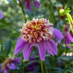 Location: Dahlia Hill, Midland, Michigan
Date: 2019-09-14
Virtually all the yellow in this bloom is edging at the tips of t