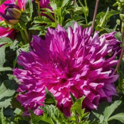 Location: Dahlia Hill, Midland, Michigan
Date: 2019-09-19
Bloom with bud.  I wish I had more photos of this dahlia, because