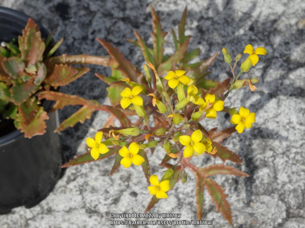Photo of Kalanchoe (Kalanchoe laciniata) uploaded by hlutzow