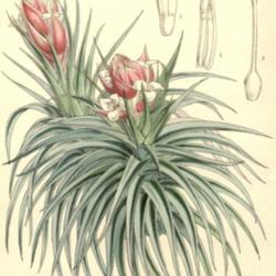 
Date: c. 1861
illustration by W. Fitch from 'Curtis's Botanical Magazine', 1861