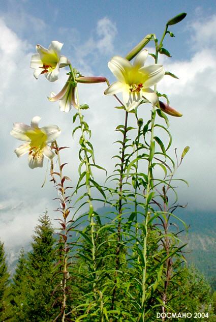 Photo of Lily (Lilium sulphureum) uploaded by scvirginia