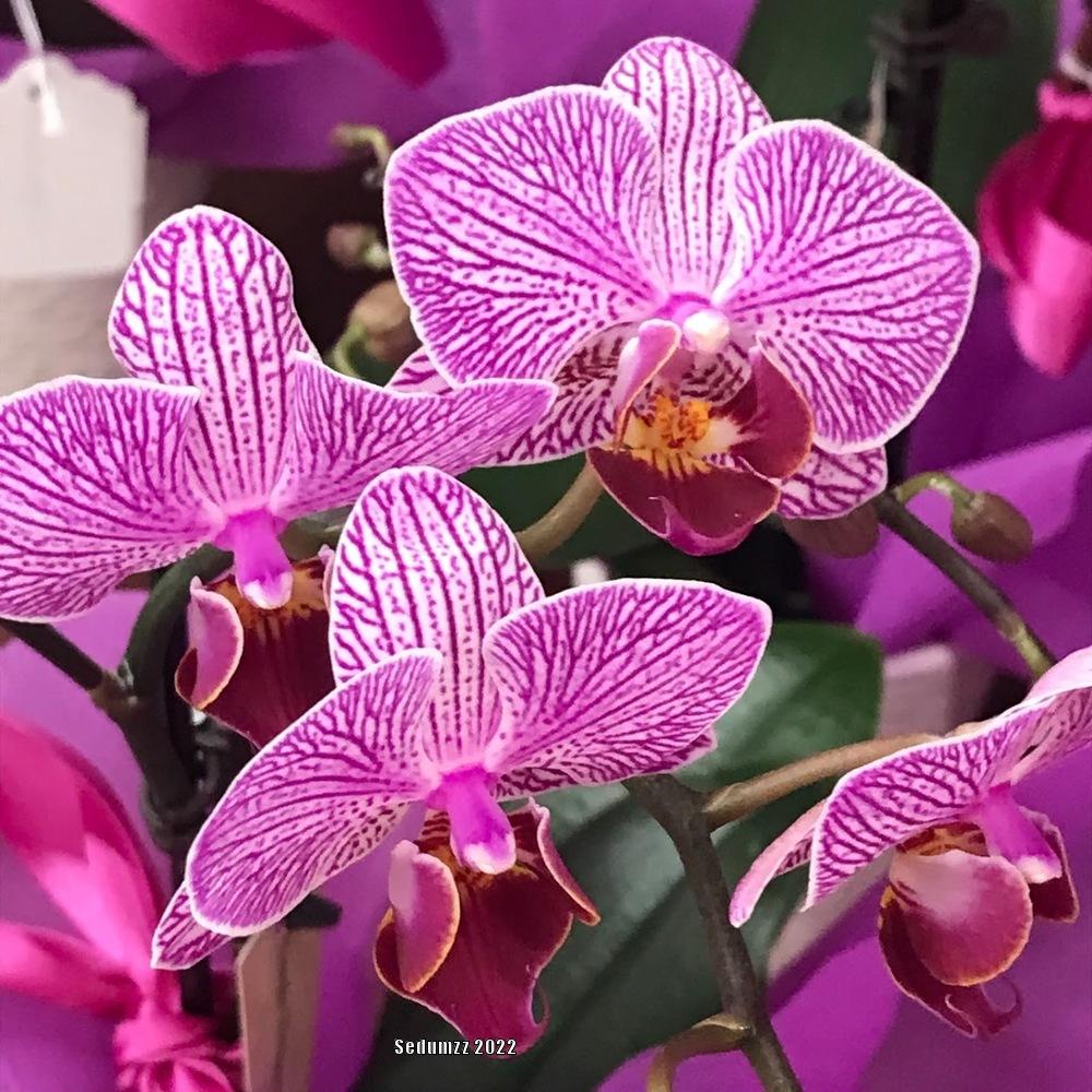 Photo of Orchid (Phalaenopsis Sogo Vivien) uploaded by sedumzz