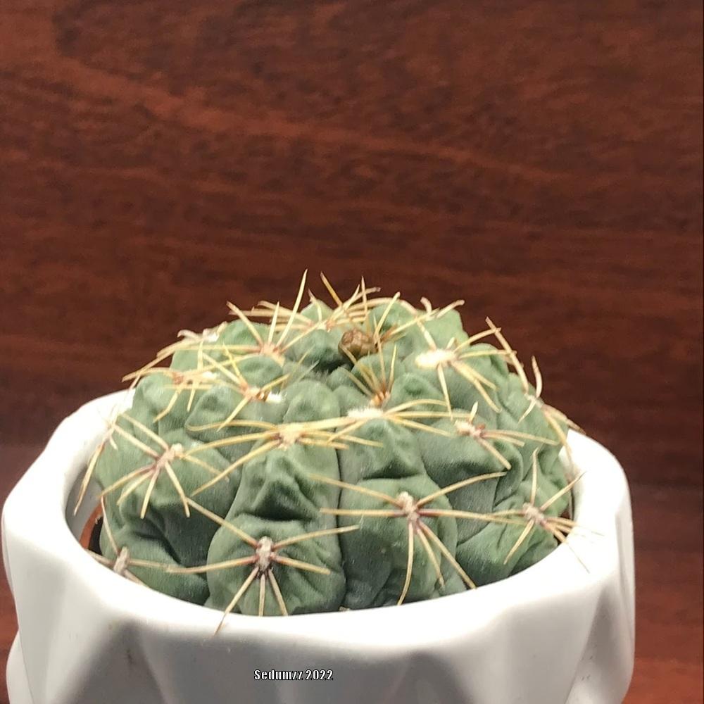 Photo of Dwarf Chin Cactus (Gymnocalycium baldianum) uploaded by sedumzz