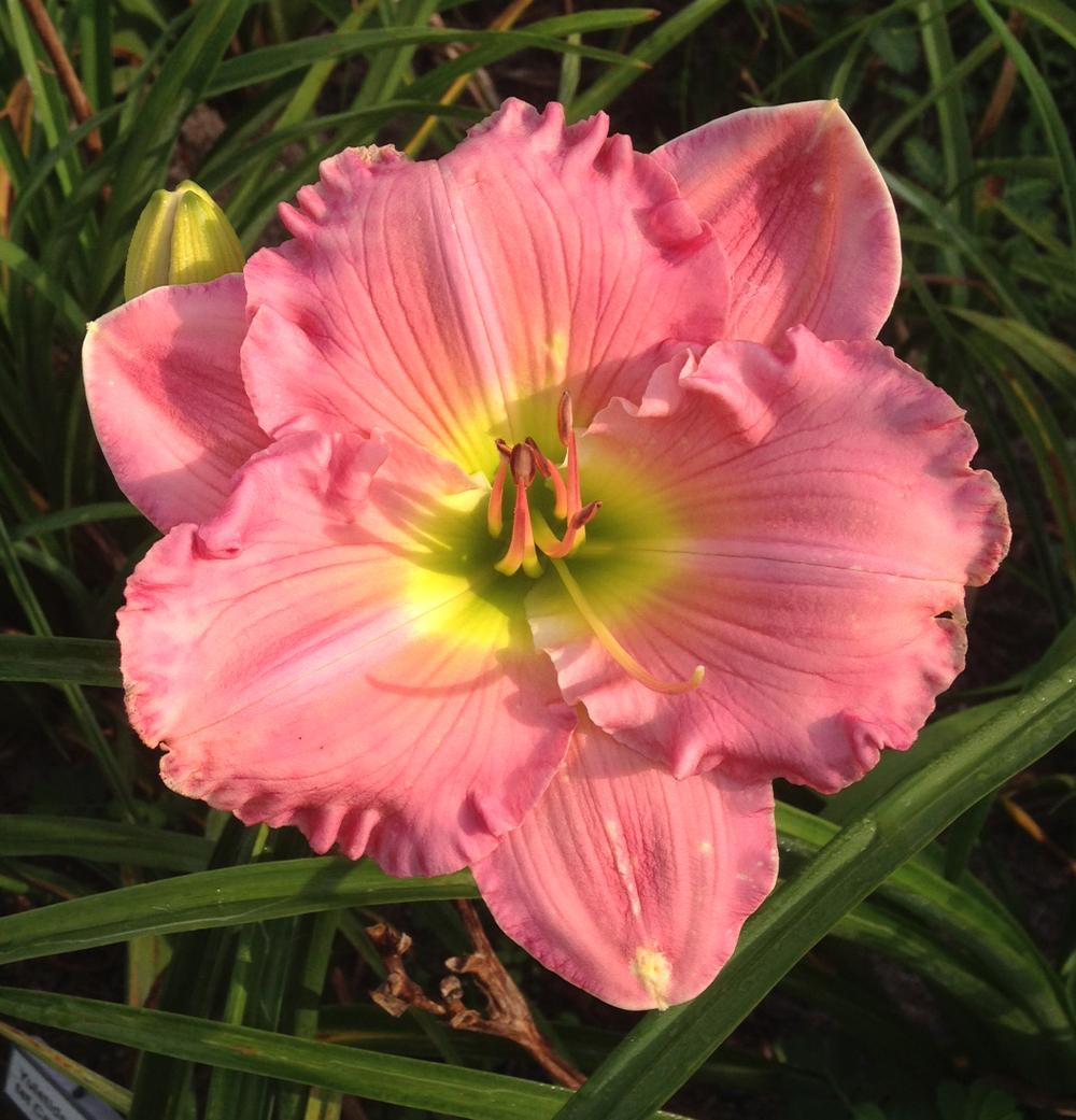 Photo of Daylily (Hemerocallis 'Splendiperous in Pink') uploaded by geno