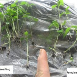 Location: indoors Toronto, Ontario
Date: 2022-01-15
Papaya (Carica) seedlings, their gender can be identified by thei